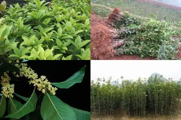 结子的桂花树品种好吗?1685666820158
