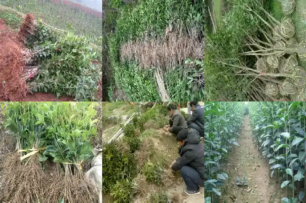 什么品种的桂花树结籽快些1685666839643