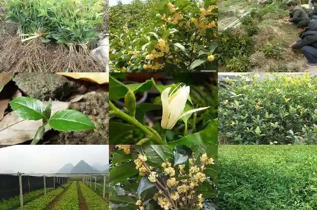 桂花结籽的是什么品种的1685666860868