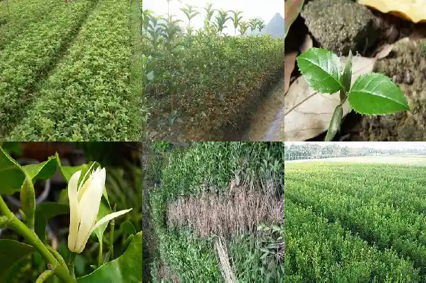 什么品种的桂花树结果子多一点1685666868582