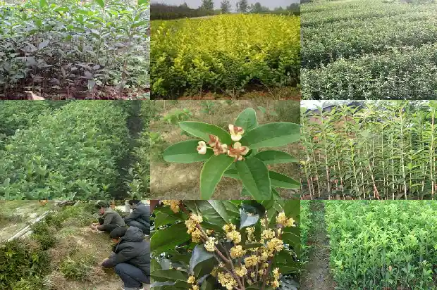 10公分以上的桂花树多少钱1棵1689640261501
