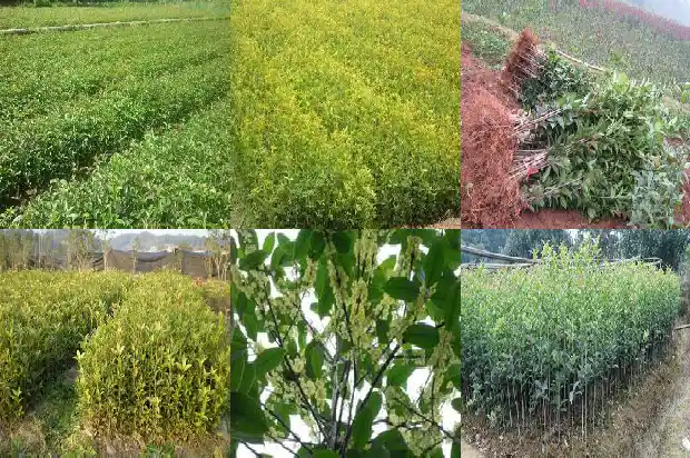什么品种的桂花树结果子最多最好吃1685666880330