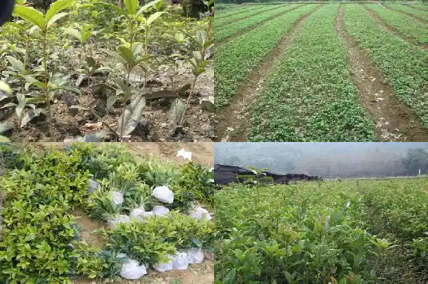 什么品种的桂花树结果子最多最好吃1685666880378