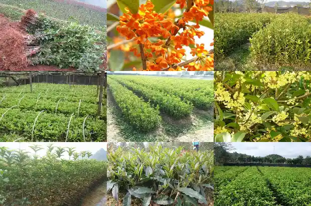 能结果的桂花树是什么品种的1685666892148