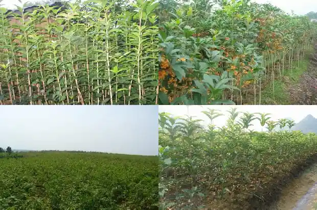 能结果的桂花树是什么品种的1685666892196