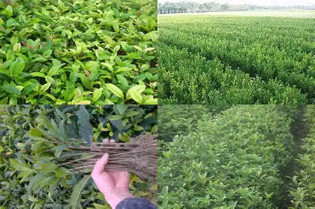 能结果的桂花树是什么品种的1685666892244