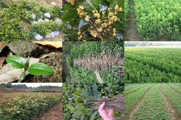 桂花为什么结果不开花1685666903903
