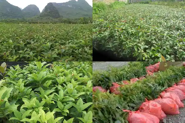 新鲜桂花泡酒的制作方法1689034472932