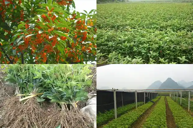 桂花为何迟迟不开花1685666942470