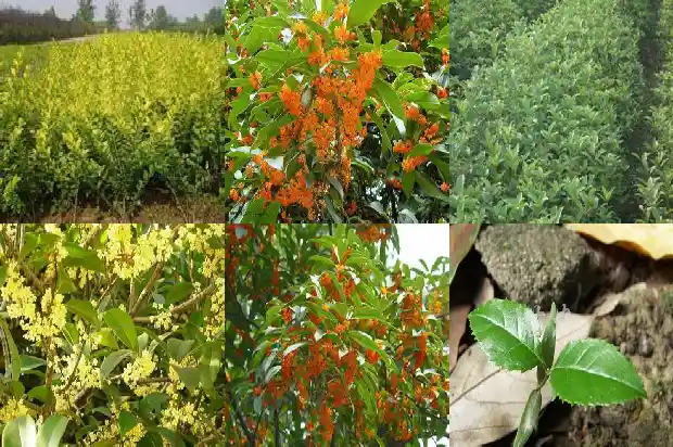 桂花结不结果实1685666971324