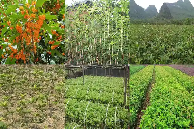 桂花能结果吗?1685666988013
