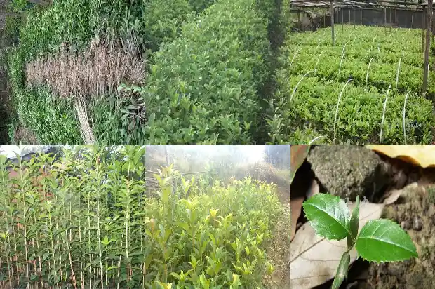 桂花能结果吗?1685666988060