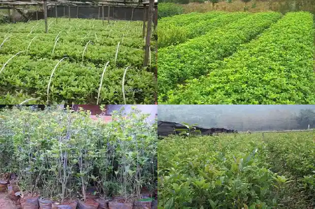 金桂花和银桂花都可以食用吗1689121886256