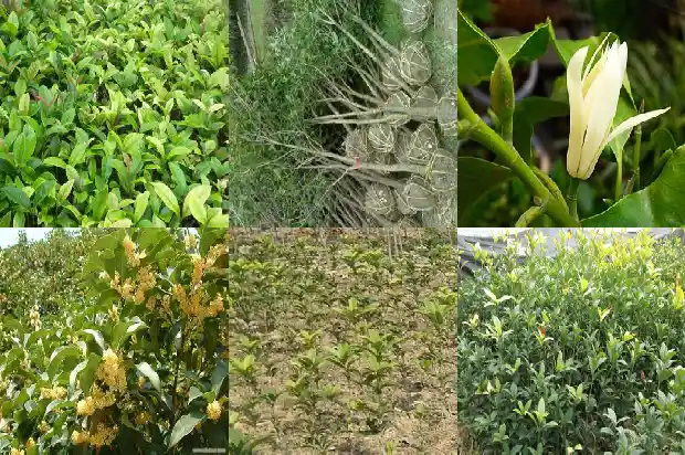哪种桂花结种子多1685667019964