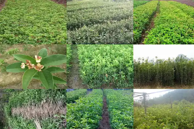 8月份能嫁接桂花吗1688792996199