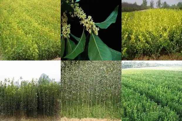 桂花的种子是什么样子的1685667036866