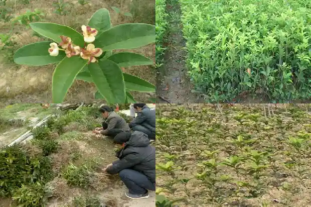 桂花树上结的果子是种子吗1685667051663