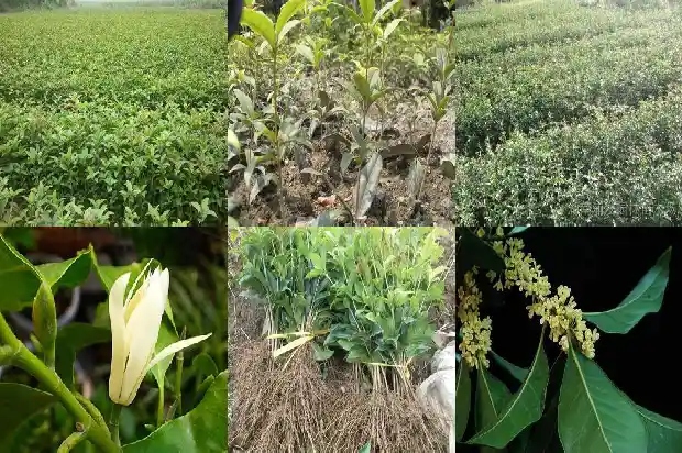 桂花树上结的果子是种子吗1685667051711