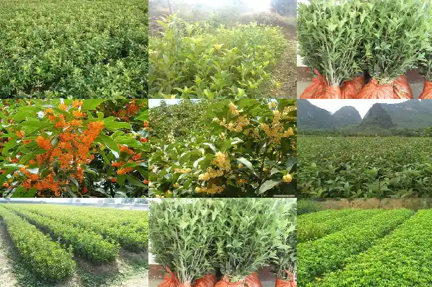 桂花树桩可以嫁接什么花草1688343925896