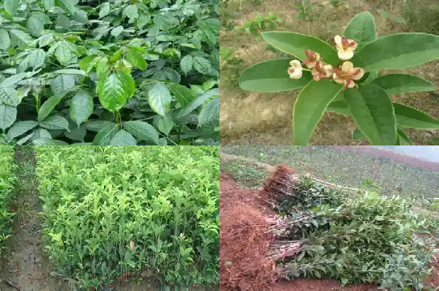 桂花结出的果实是什么1685667063399