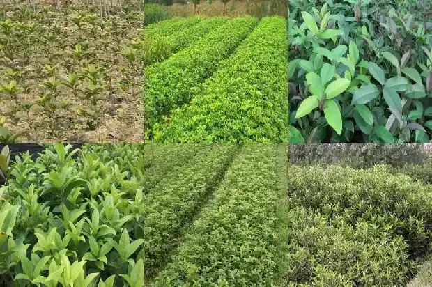 桂花结出的果实是什么1685667063447