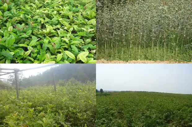 桂花种子作用1685667073165