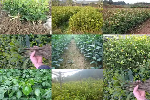 哪里桂花树最好看1688792629106