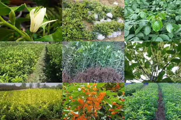 桂花结的种子可以种吗1685667105929
