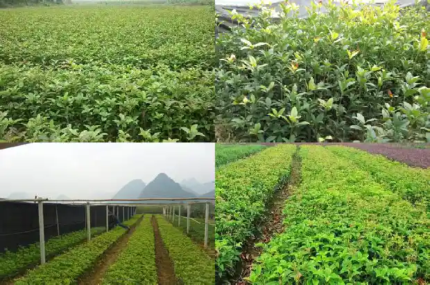 桂花树小苗多少钱一棵啊1689639481719