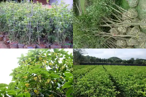 桂花树种什么时候种好1688948354632