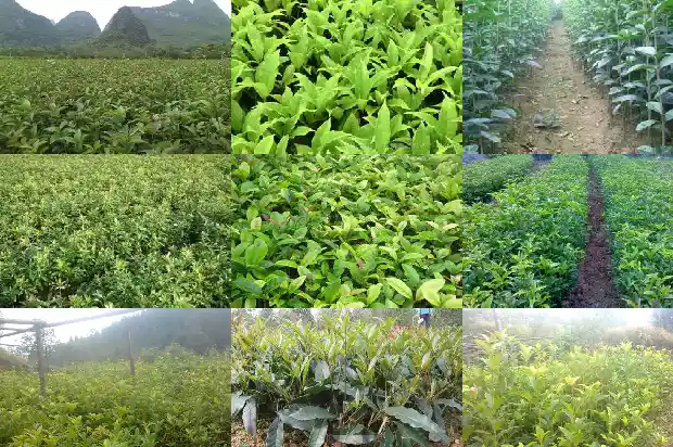 什么品种的桂花会结种子呢1685667113755