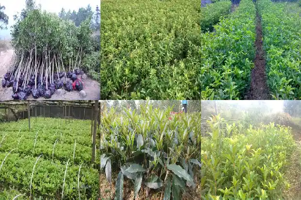 桂花结的果子怎么吃1685667135017