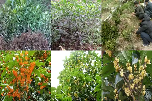 桂花结的果子怎么吃1685667135065