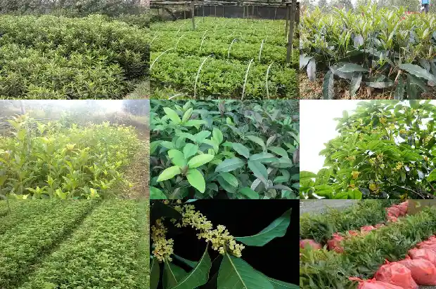 桂花树结籽可以吃吗有毒吗1685667146773