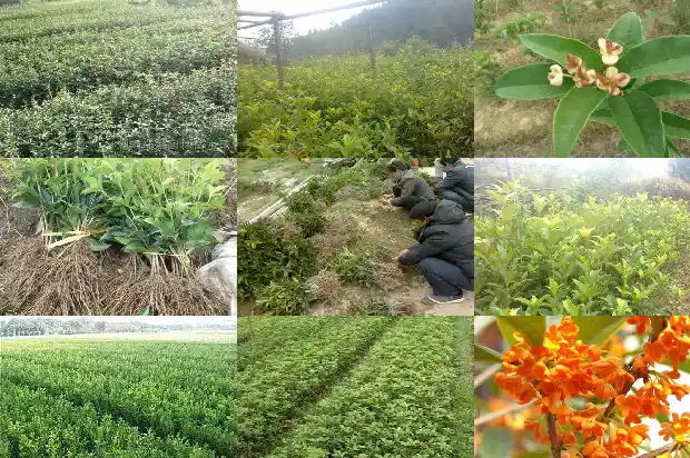 桂花树上结的籽能吃吗1685667154003