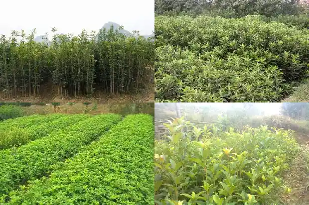 桂花树在哪里买价格是多少1690418538002
