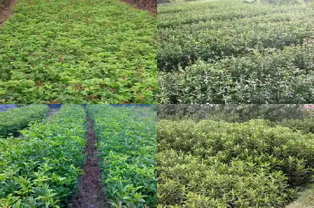 树上结的桂花能吃吗有毒吗1685667165886