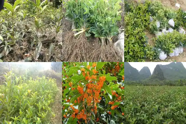 树上结的桂花能吃吗有毒吗1685667165934