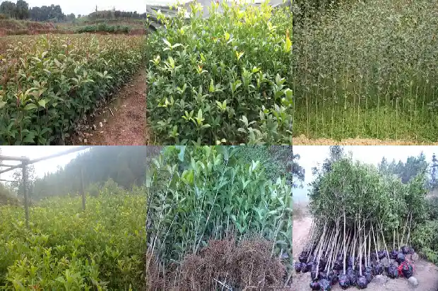自家的桂花树上的桂花能吃吗1685667173585