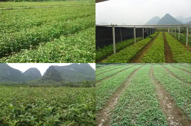 自家的桂花树上的桂花能吃吗1685667173632