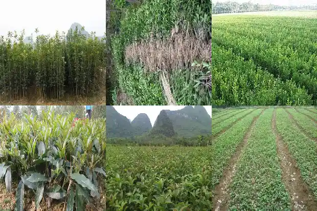 桂花树结籽是什么原因呢1685667183308