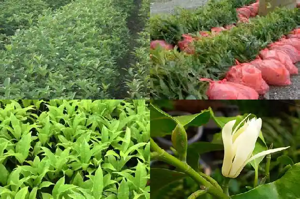 桂花树结籽是什么原因呢1685667183352