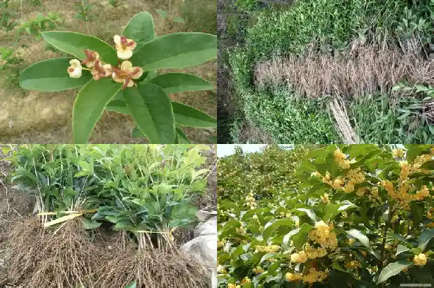 桂花树结籽是什么原因呢1685667183400