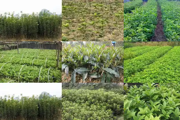 桂花分雌雄吗?1685667195046