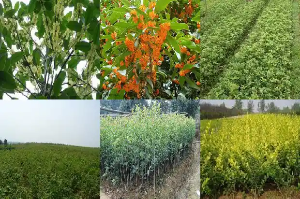 桂花分雌雄吗?1685667195093
