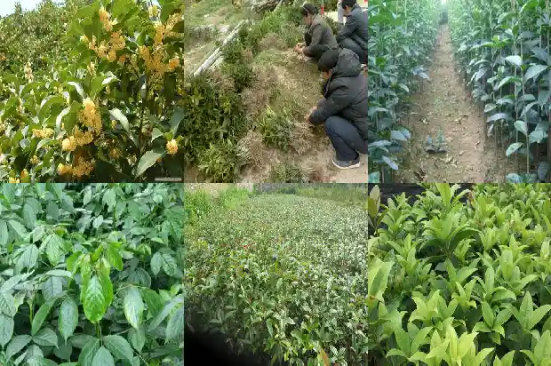 桂花分雌雄吗?1685667195141