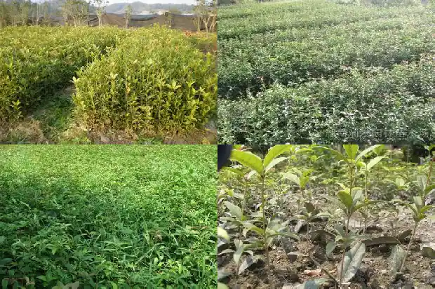 桂花有雄性雌性吗1685667202707