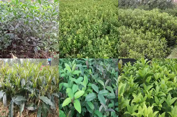 雄桂花开花吗1685667233020