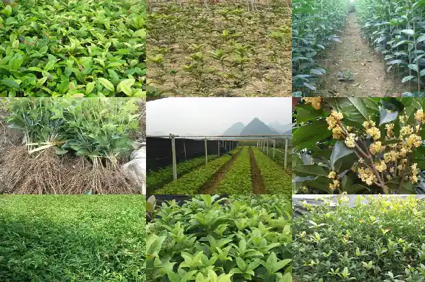 雄桂花开花吗1685667233068