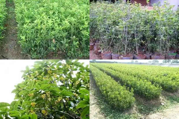 桂花结果是什么季节1685667242743